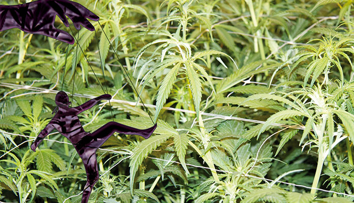 Een hand beweegt een poppetje als een marionet bij een wietplantage.