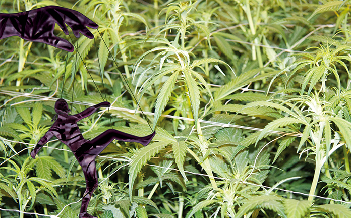 Een hand beweegt een poppetje als een marionet bij een wietplantage.