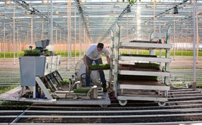 Man aan het werk in een kas met planten