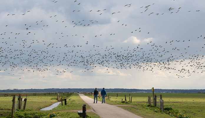 Mensen wandelen over pad tussen de weilanden met vogels in de lucht