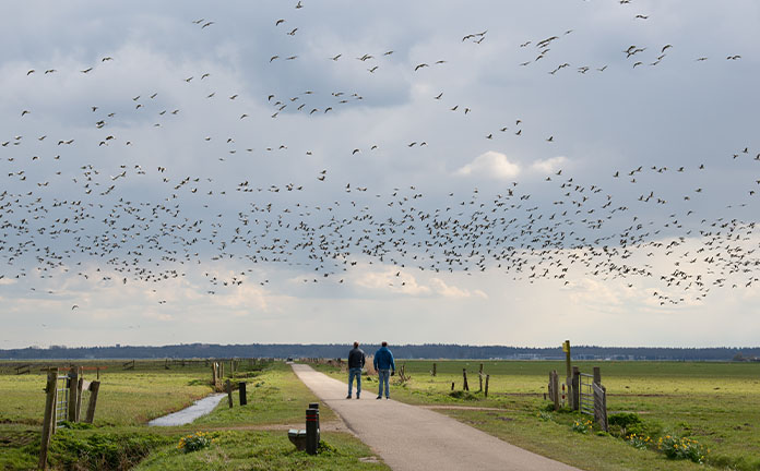 Mensen wandelen over pad tussen de weilanden met vogels in de lucht