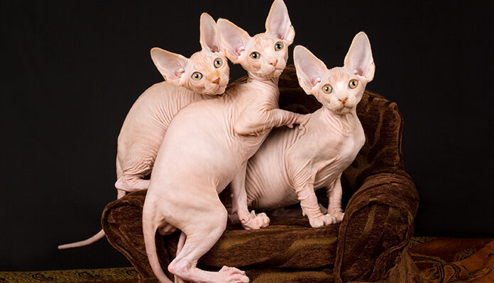 Drie naaktkatten op een stoel