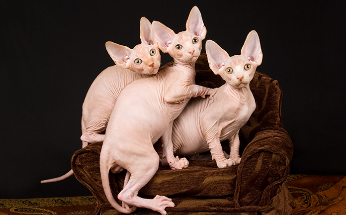 Drie naaktkatten op een stoel