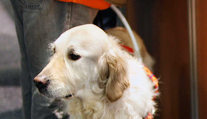 Blindengeleidehond