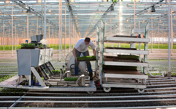 Man aan het werk in glastuinbouw