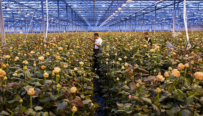 Arbeiders in een kas