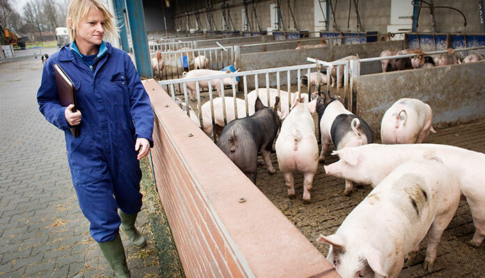 Controleur Skal controleert varkensboerderij