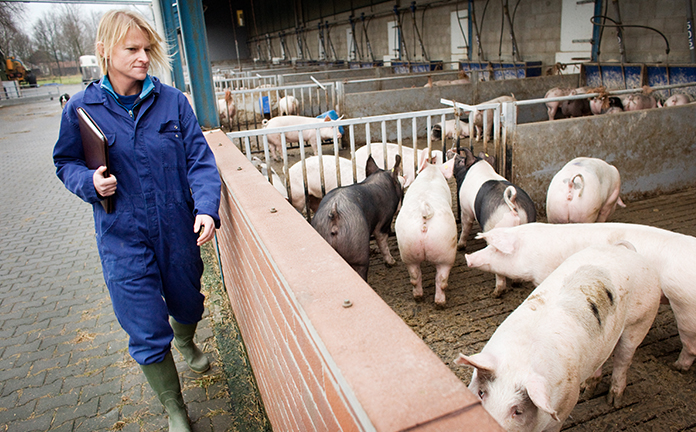 Controleur Skal controleert varkensboerderij