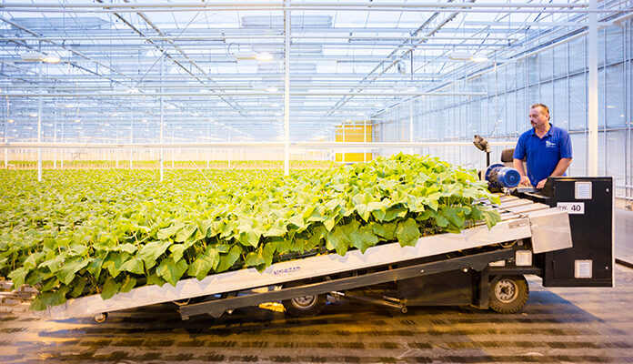 Man aan het werk in tuinbouw