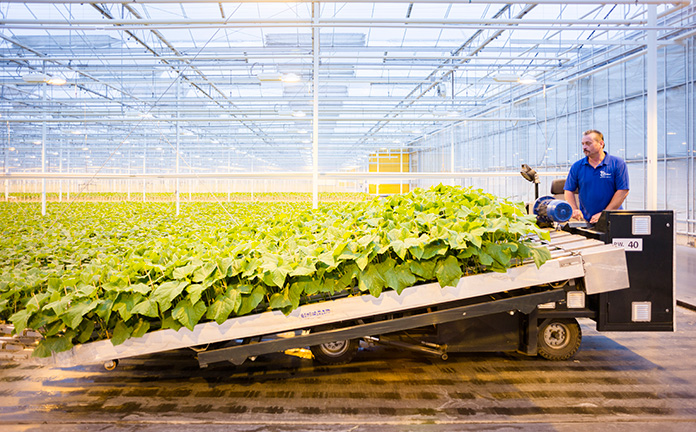 Man aan het werk in tuinbouw