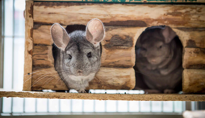 Twee chinchilla's