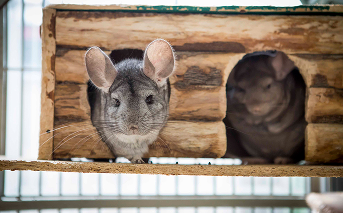 Twee chinchilla's