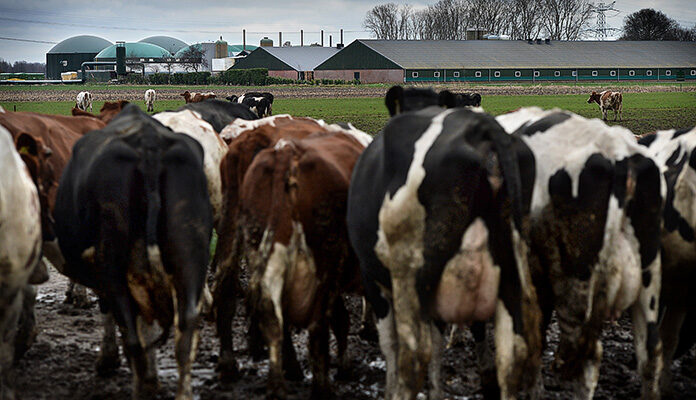 Koeien in de wei voor een boerderij
