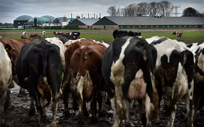 Koeien in de wei voor een boerderij