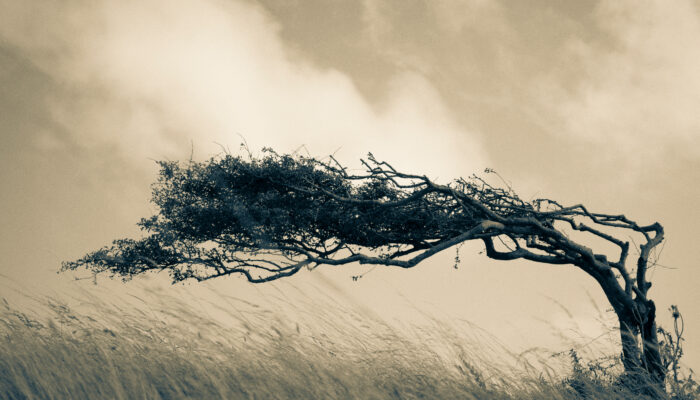 Boom die is omgebogen door de wind