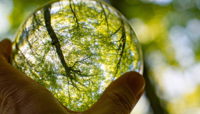 Glazen bol waarin bomen te zien zijn